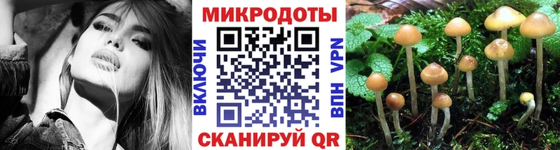 Псилоцибиновые грибы прущие грибы  Волхов 